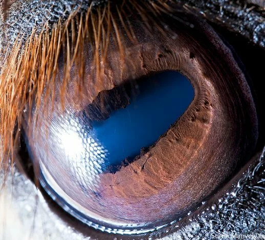 thumbs horse Гипнотические глаза животных