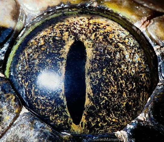thumbs tiger python Гипнотические глаза животных