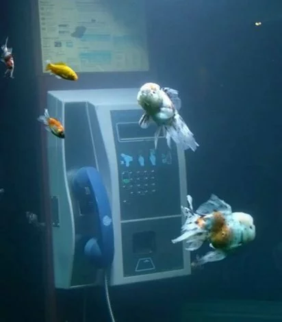 thumbs aquarium telephone 14 необычных аквариумов