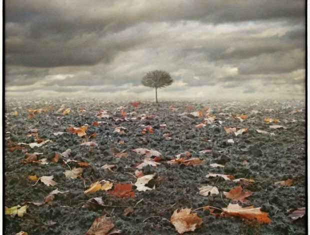 thumbs secret life of leaves by kleemass Dariusz Klimczak картины