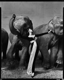 thumbs avedon elephants dior Подборка черно белых фотографий 