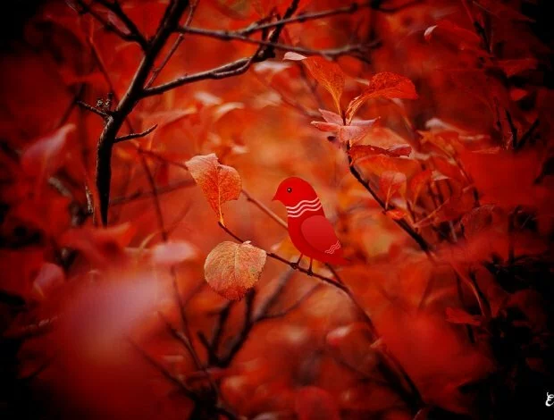 thumbs autumn bird by eredel Удивительные персонажи от фотографа Eredel