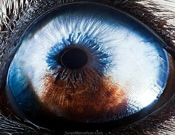 Гипнотические глаза животных